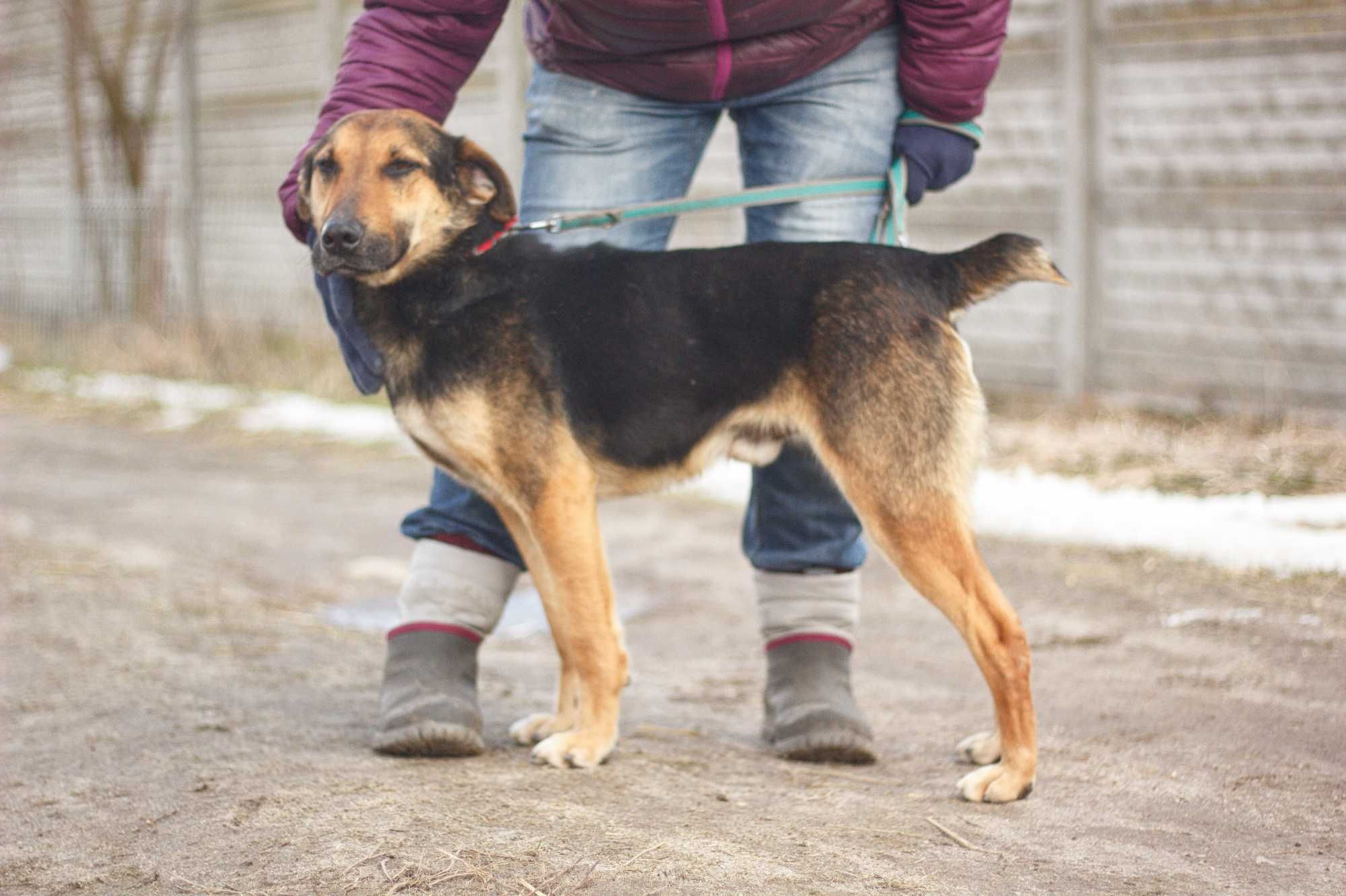 Suczka DODO - Schronisko Canis w Kruszewie