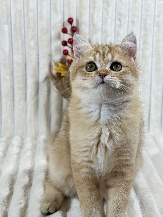 Чудове клубне кошеня золота шиншила