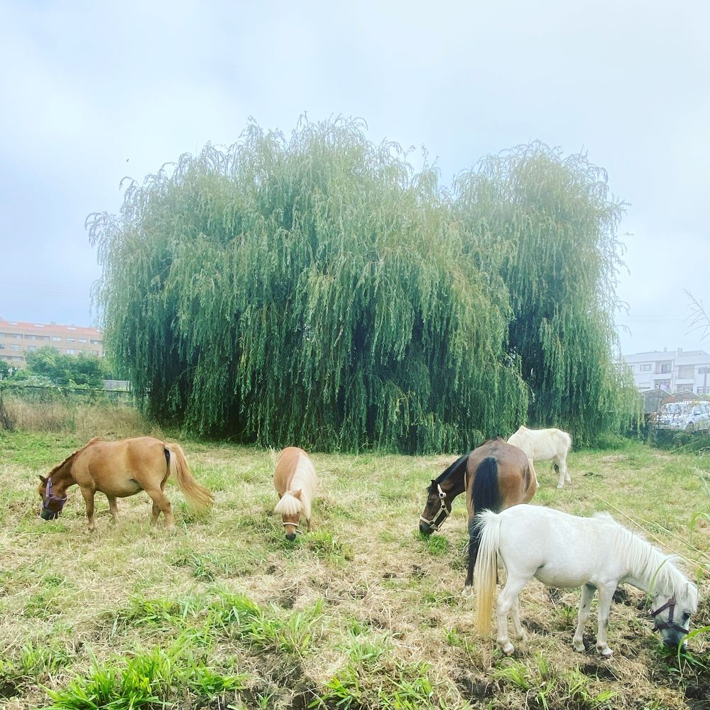 Cavalos a Penso ou Pasto - VNGaia e Gondomar