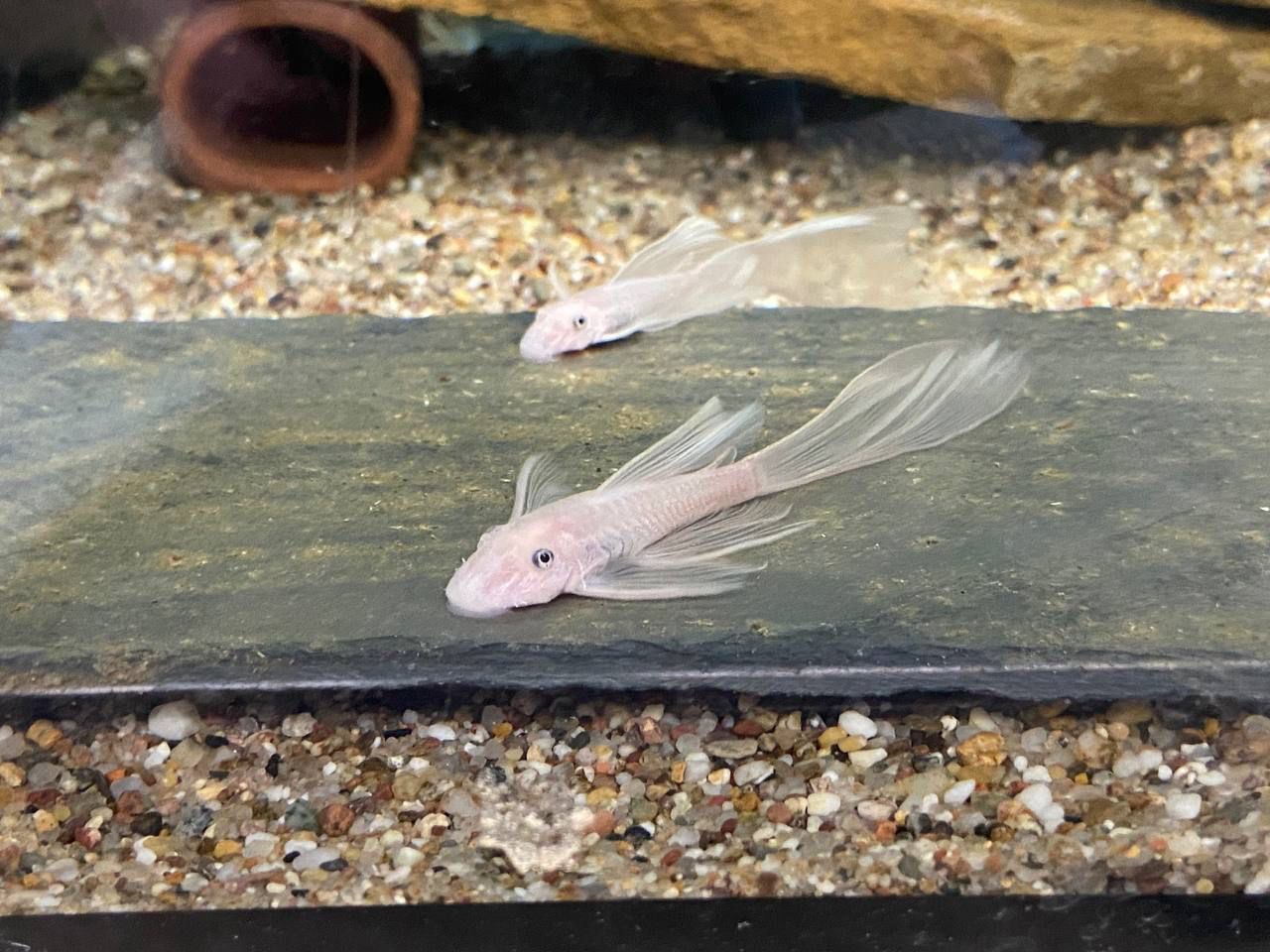 Ancistrus Snow White Long fin