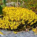 Rozchodnik ostry (Sedum acre) żółty złoty dywan, skalniak 0.5L