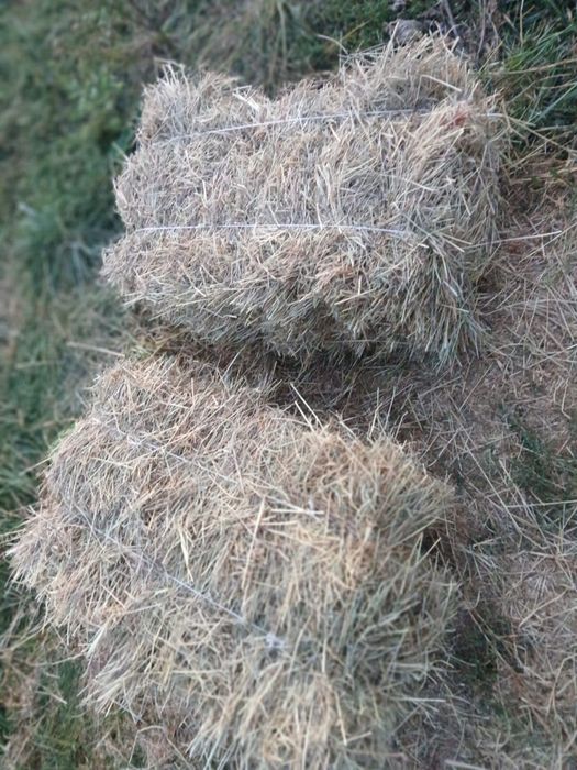 Продаю тюки сіна лугового