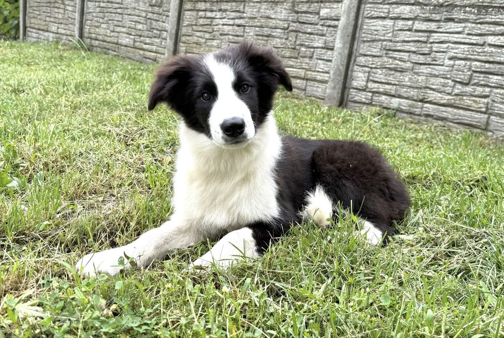 Suczka Border Collie FCI
