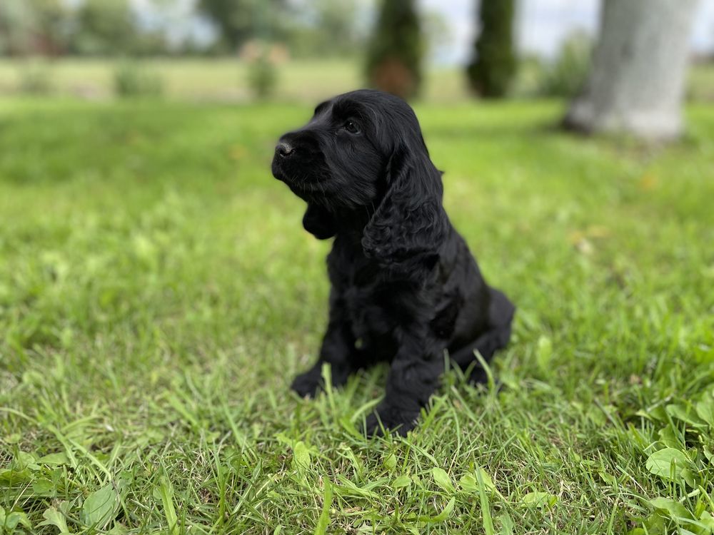 Cocker spaniel angielski szczeniak piesek