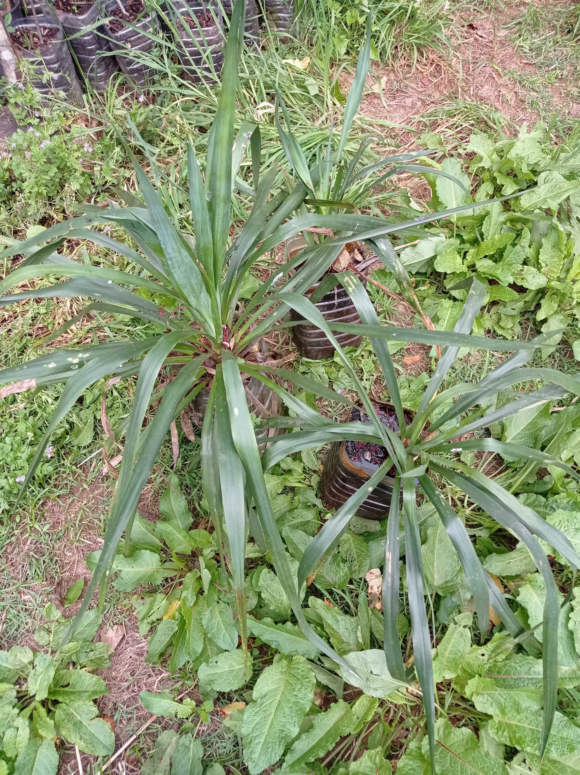 Yucca filamentosa ou agulha de Adão