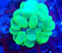 Plerogyra green. Koralowiec LPS . Akwarium morskie