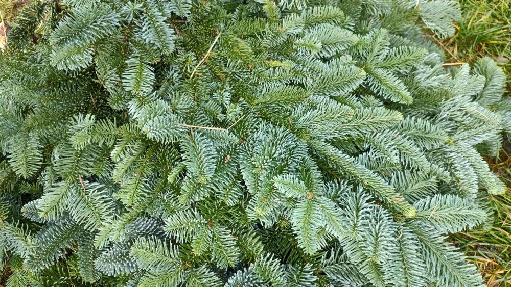 Jodła nobilis, stroisz