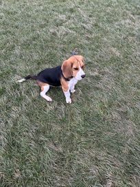 Pies beagle tricolor oddam