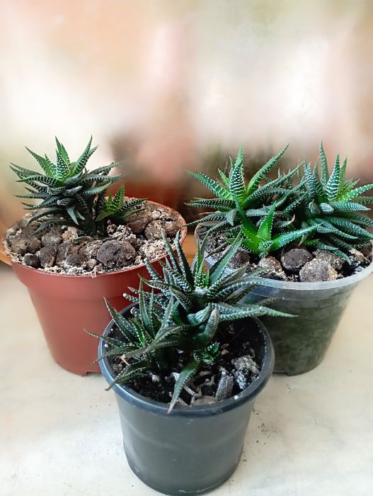 Хавортія, грошове дерево,  кактус, фікус, гібіскус,  молочай,