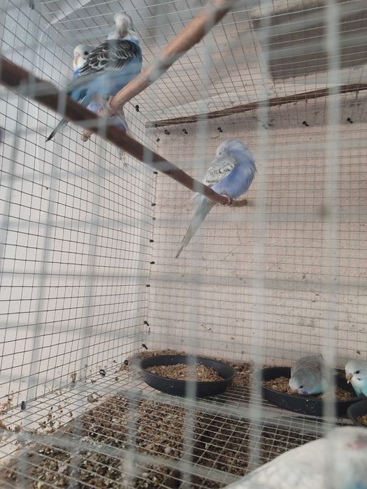 Periquitos australianos 2025