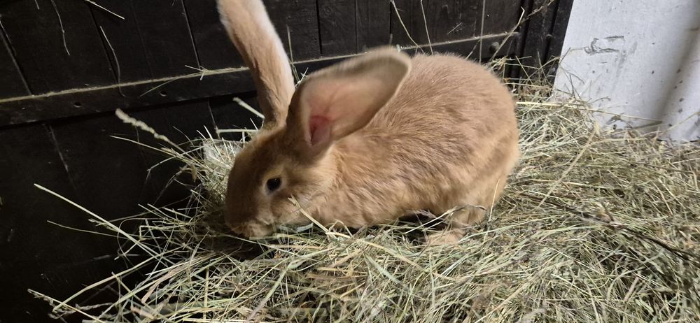 Olbrzym belgijski żółty