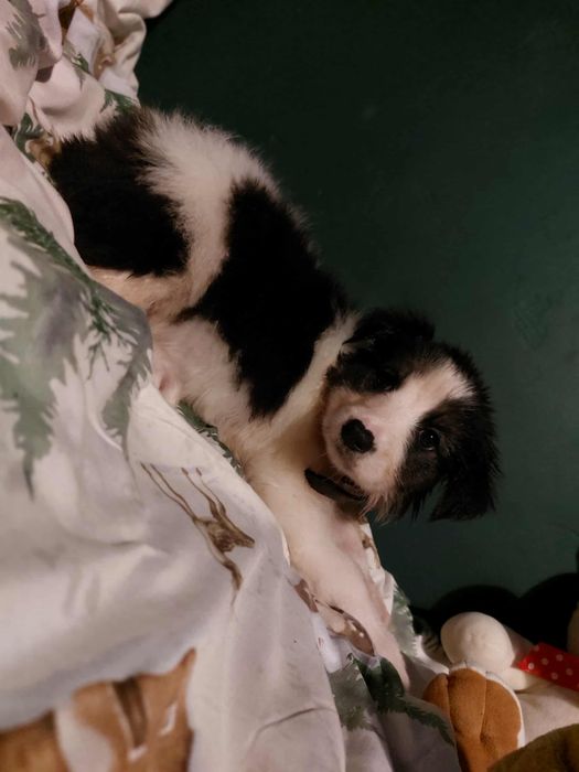 Adoptuj sunie w typie border colie