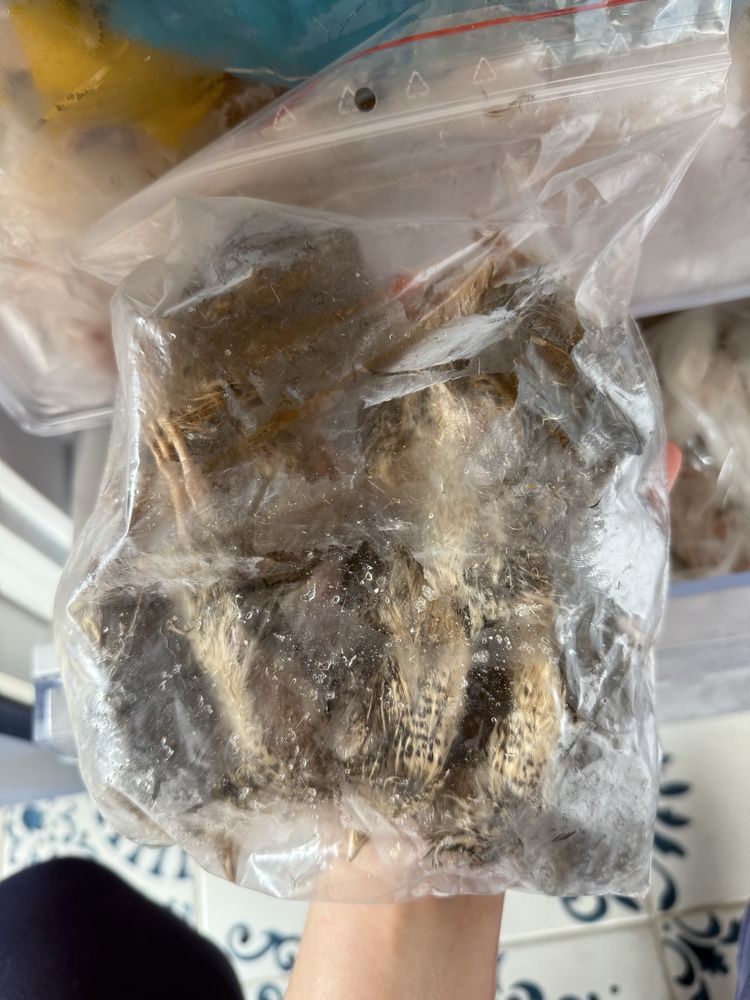 Przepiórki jednodniowe, ok. 70szt Raw Petfood