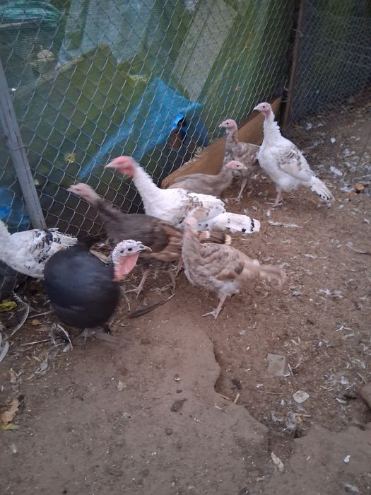 Sprzedam młode indyki I indyczki