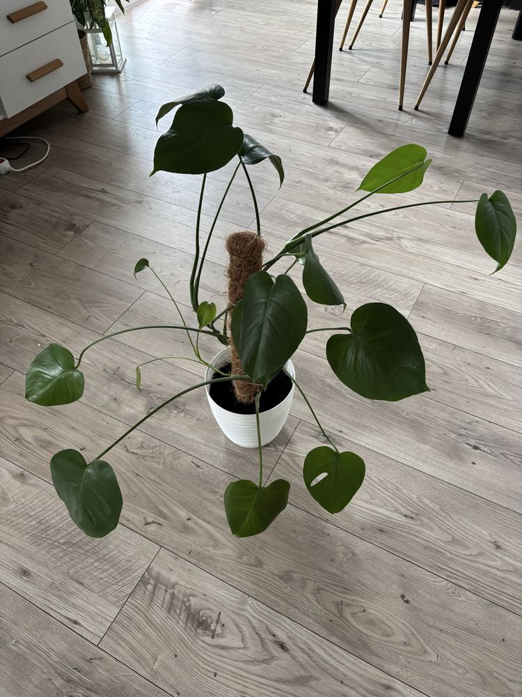 Monstera doniczkowa kwiat