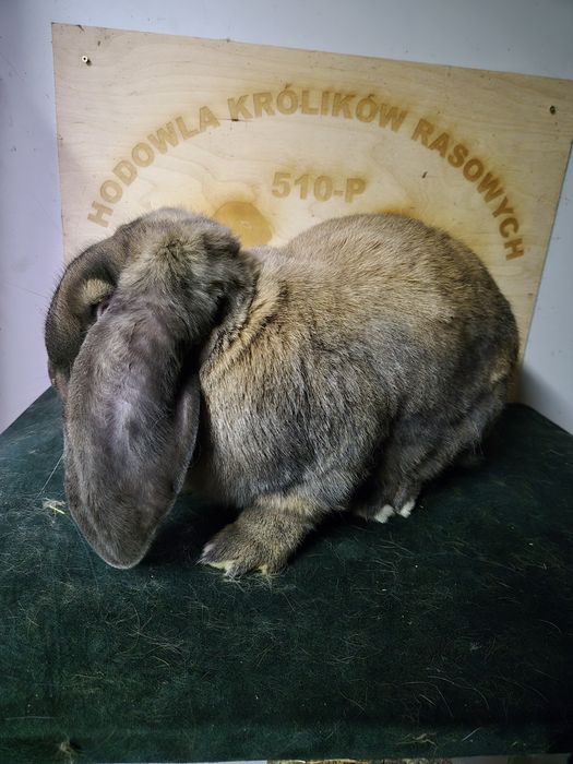 Baran Francuski Madagaskar samiec