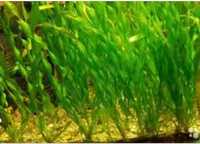 Живые водоросли в акариум
