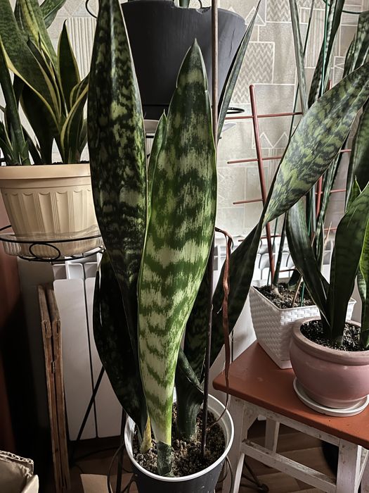 Продам молоду розетку сансівієрії Айо