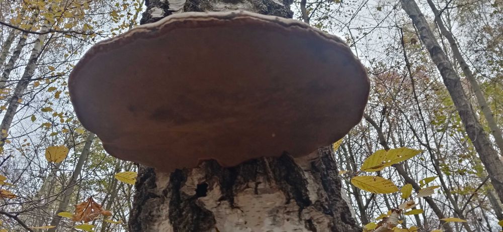 Huba brzozowa, hubiak pospolity 1kg 50zł
