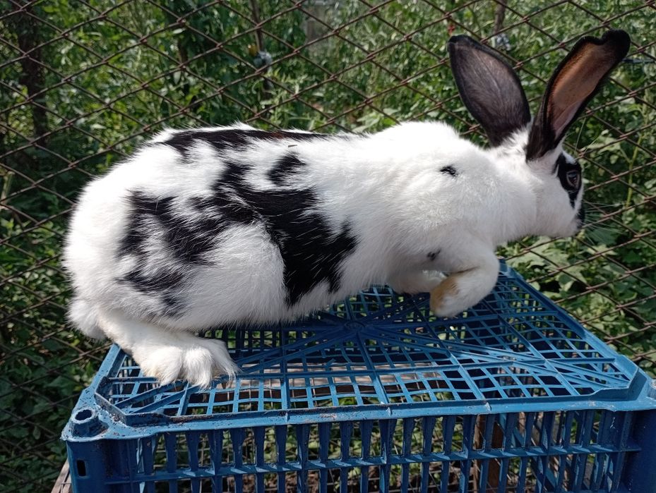 Продам кроликів  кролів