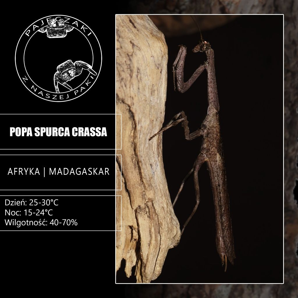 Popa Spurca Crassa (Modliszka patyczakowata)