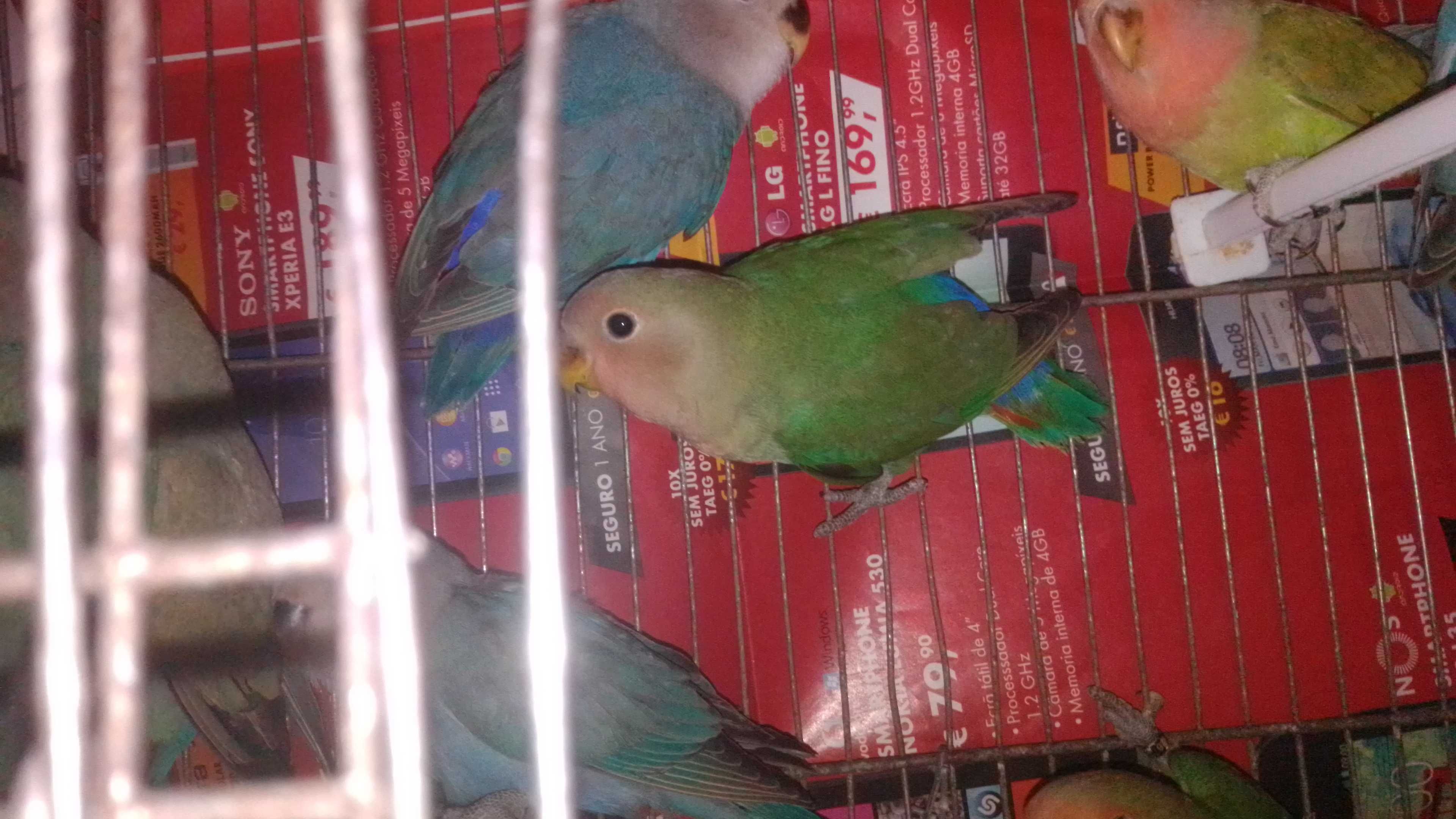 Rosicollis novos e fofinhos