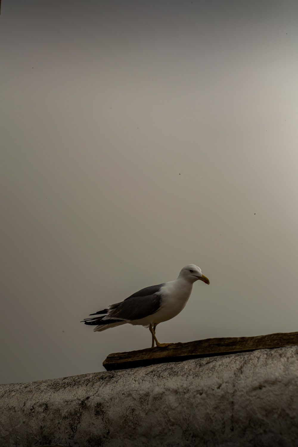 Nikon D3300 - Bom estado