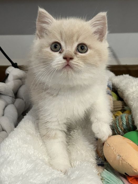 Kocię Brytyjskie, Kot Brytyjski - do rezerwacji