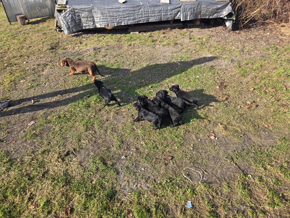 Oddam szczeniaki jamink