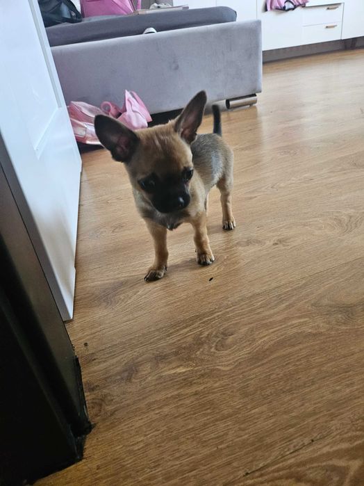 Chlopiec 6 miesiecy Chihuaha