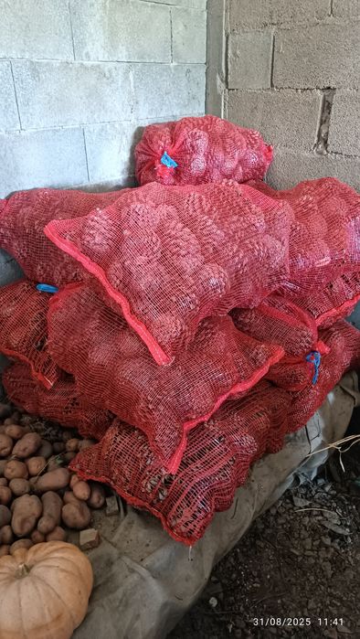 Sacas de Pinhas "Bravas"