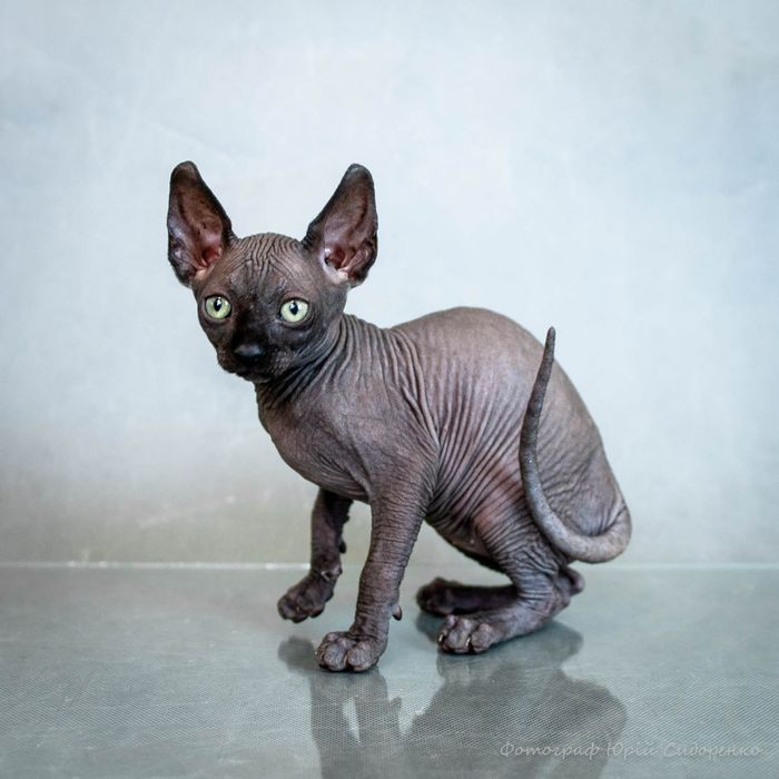 Канадский сфинкс, эльф,голубые глаза,самые крутые уши,мальчик
