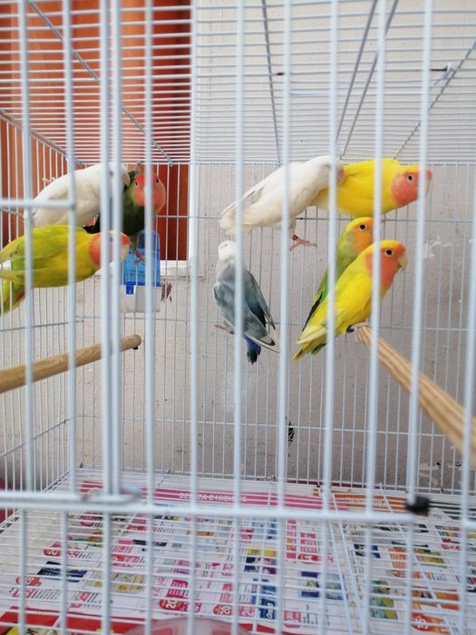 Vendo agraponis deste ano