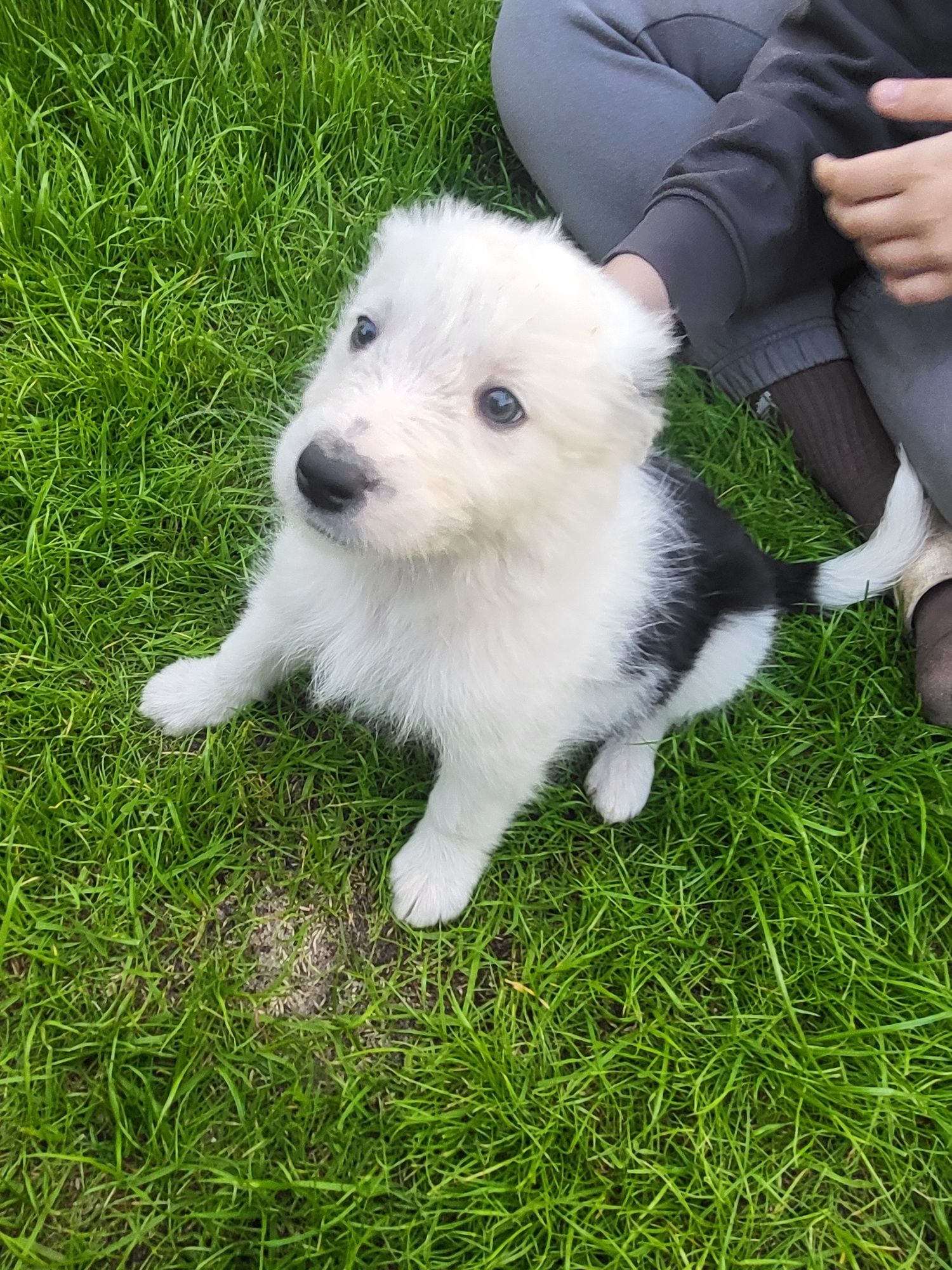 Border Collie - przytulas Samczyk - chip, rodowód, WKU, PPK