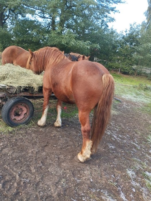 Klacz zimnokrwista 5 lat