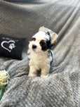 Yorkshire Terrier BIEWER