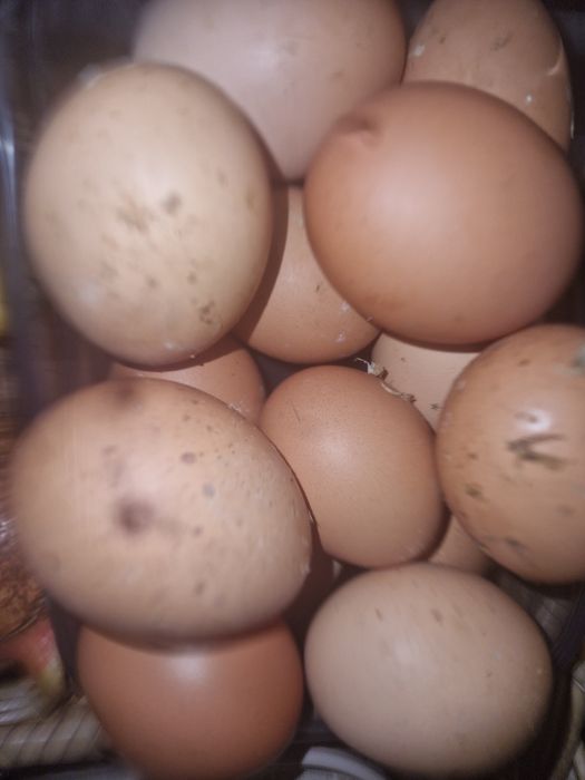Vende-se ovos caseiros a duzia