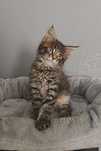 Kocurek Maine Coon