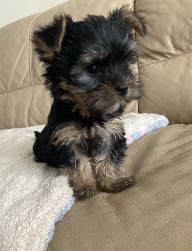 Suczka stalowo złota york yorkshire terrier