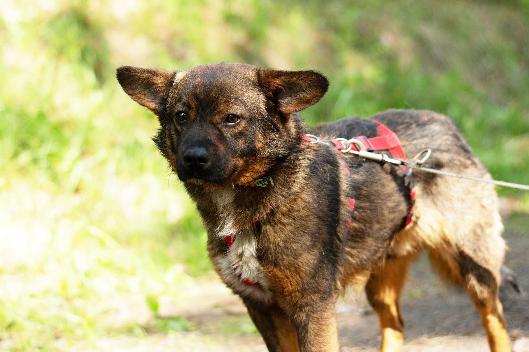 Barszczyk - uroczy, młodziutki uszatek do adopcji