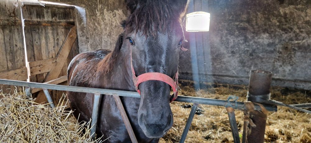 Źrebka zimnokrwista Kobra