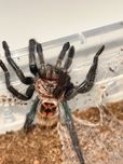Chromatopelma Cyanopubescens 3DC ptasznik samica