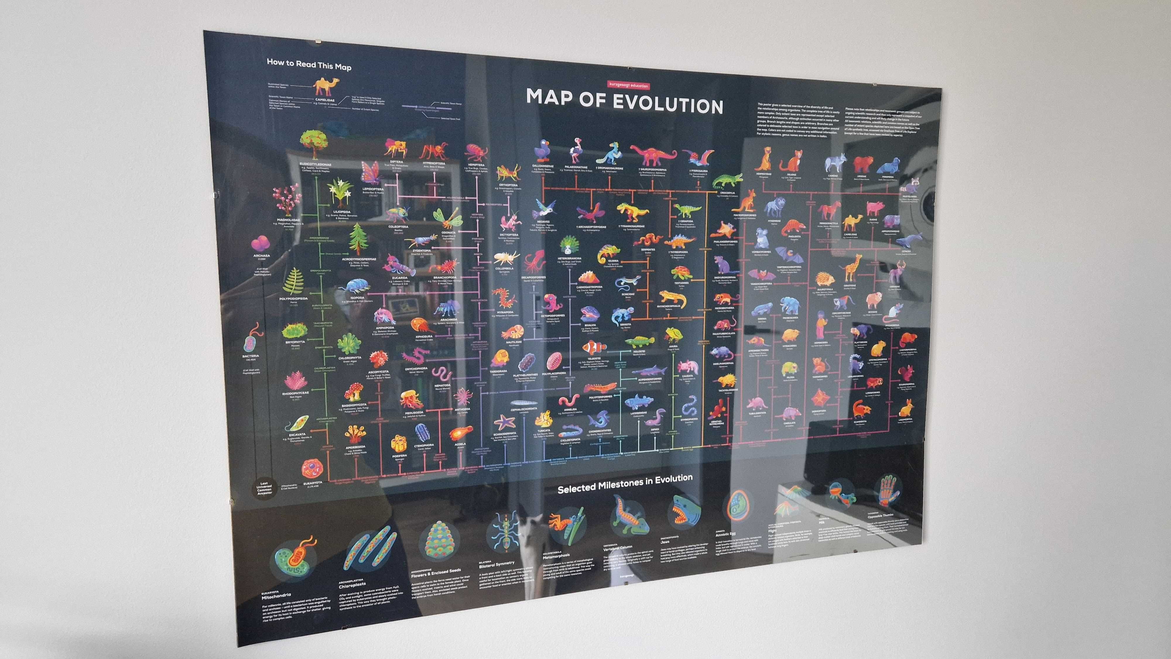 Plakat naukowy - Map of Evolution - Kursgesagt