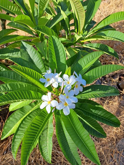Venda terreno rustico 5,6 ha, com pinhal e árvores diversas