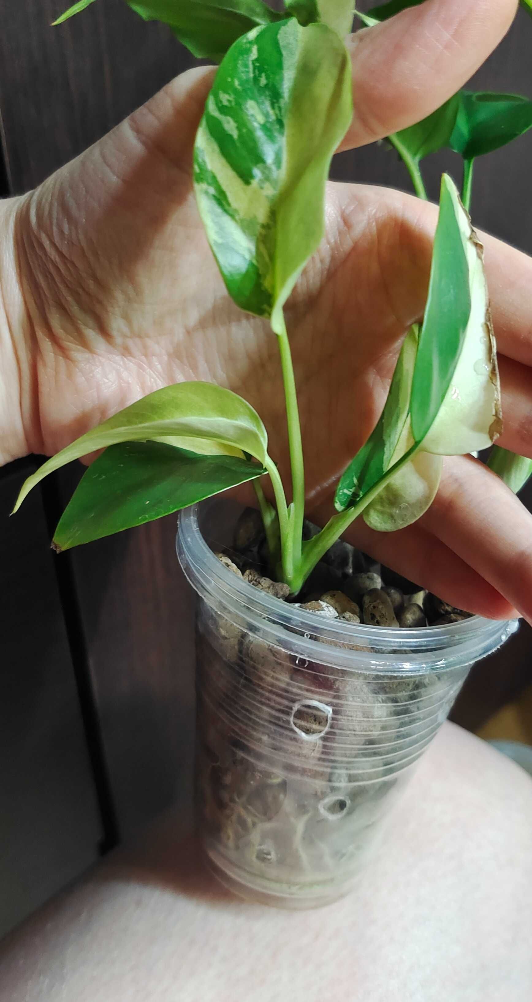 Raphidophora tetrasperma variegata