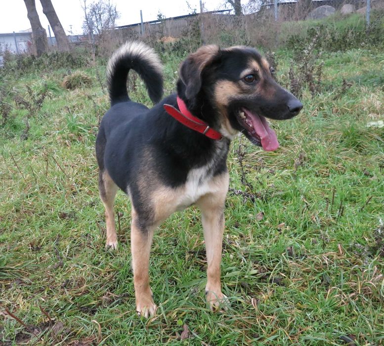 Layla, - 8 letnia suczka, potrzebuje troskliwego domu