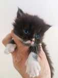 Kocurek Maine coon