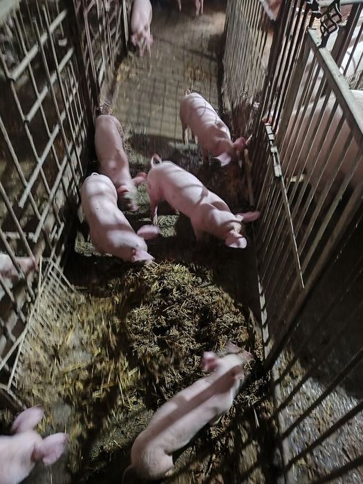 Продам    поросят.