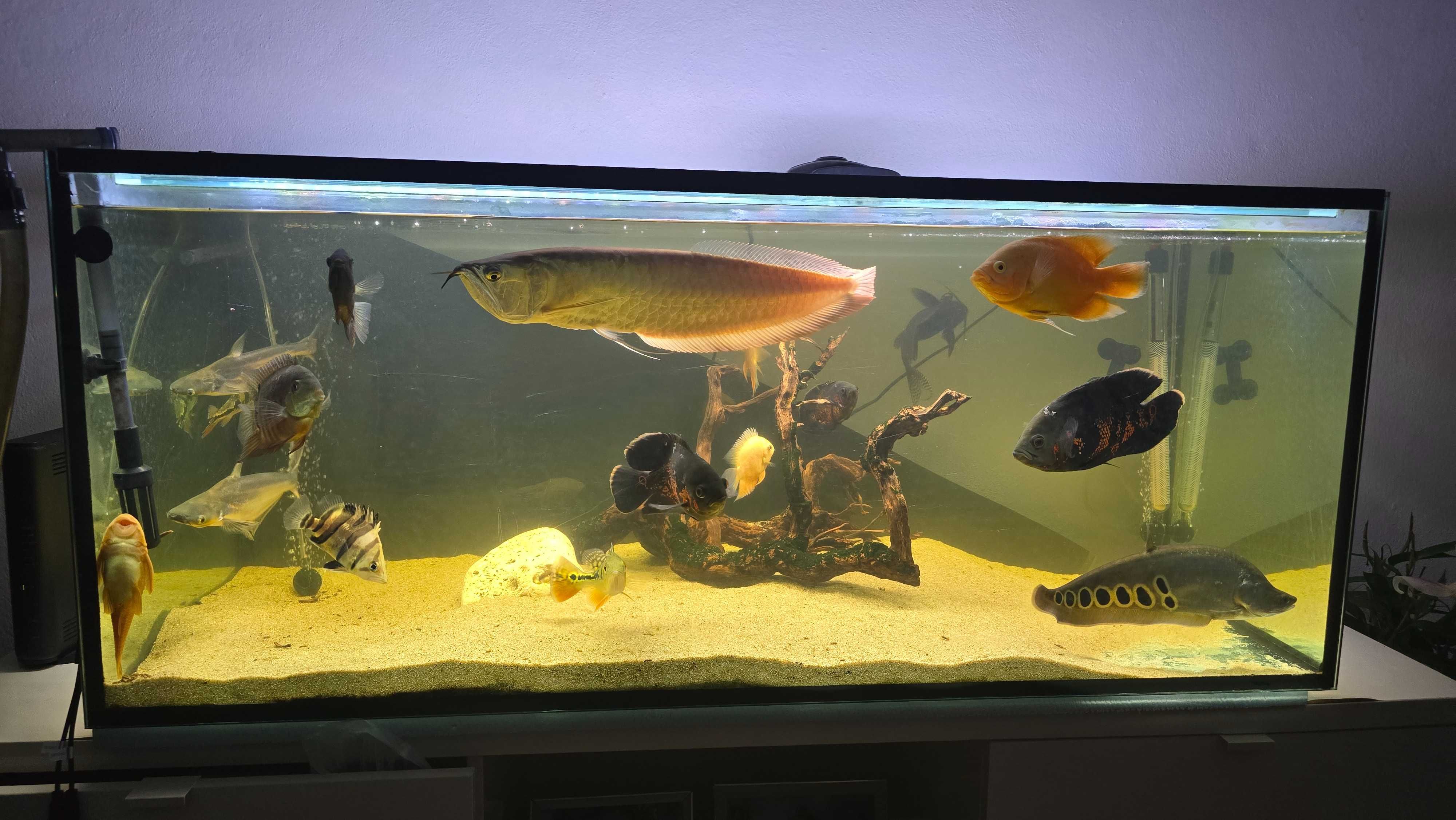 Vendo arowana prata e outros.
