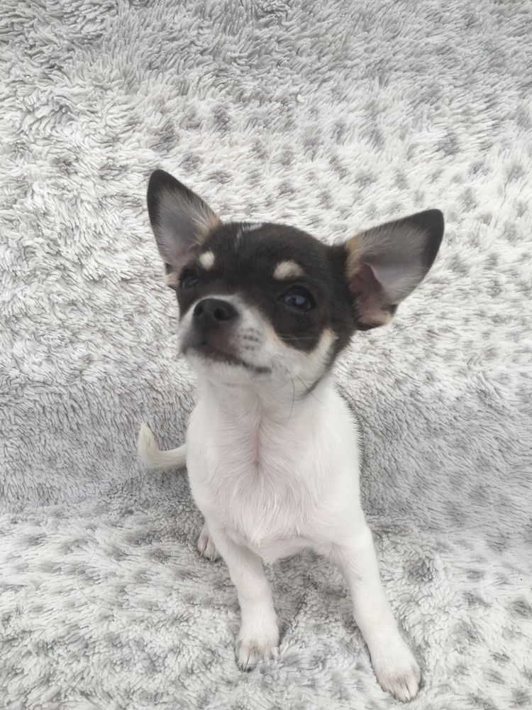 Chihuahua cudowna dziewczynka